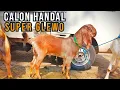 Download Lagu UPDATE HARGA KAMBING HARI INI DI PASAR HEWAN WLINGI-BLITAR. SELASA, 15 JULI 2025.