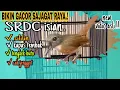 Download Lagu TEMPEL INI ISIAN LANGSUNG PECAH.!! SRDC ANDA JADI MAHAL HARGA JUALNYA ISTIMEWAH.SRDC GACORFULL ISIAN