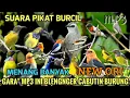 Download Lagu Suara pikat solusi untuk burung yang susah turun - suara pikat sogon! Mp3 pikat 2025