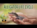 Alligator Life Cycle for Kids From Egg to Swamp King Animal cience for Elementary Students