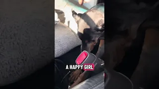 #fyp #dream #doberman #pets #youtube