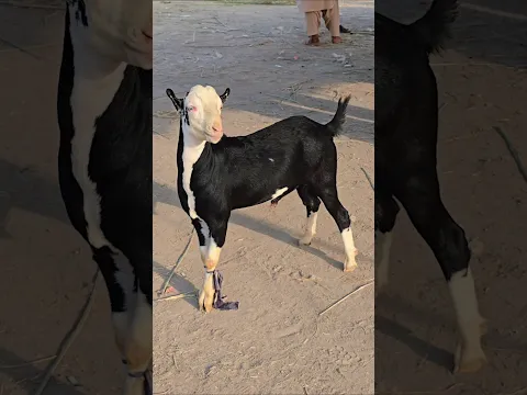 بکرا منڈی میں بلیک پانڈا بکرا ایا ہے