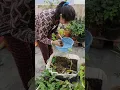 Download Lagu Arbi (taro root) harvesting