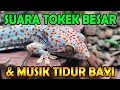Lagu Suara Tokek Besar Menenangkan 💤  Musik Lembut | Bikin Bayi \u0026 Anak Tidur Nyenyak
