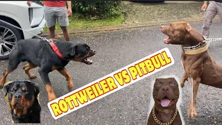 rottweiler vs pitbull 