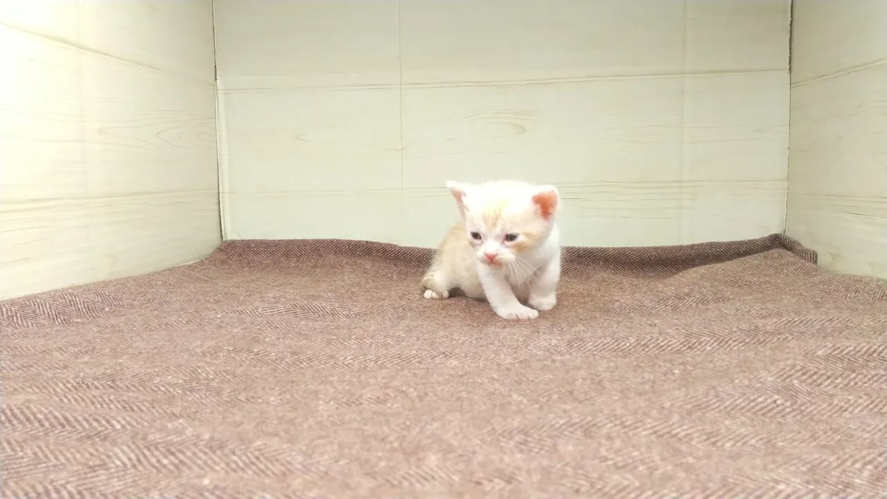 動画