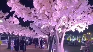 حالات واتس وردة الجزائرية  حالات واتس وردة الجزائرية