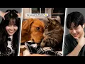 Download Lagu Funniest Cats and Dogs Clip | Y