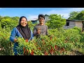 Lagu JADI YOUTUBER, PASANGAN TANI BEDA SUKU INI MAKIN SEMANGAT BERKEBUN DI LAHAN PERMUKIMAN TRANSMIGRASI