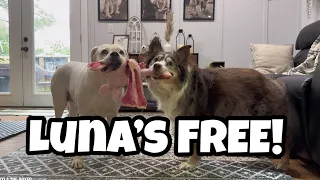 Luna gets FREED from her pen! 