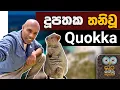 Lagu දූපතක තනිවූ Quokka | Dr. Ru Somaweera | #යංසත්තුබලන්න #rugoeswild
