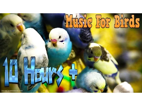 Download MP3 10 Hours+ || Calming Music For Birds || Budgies || Relaxing Music to Tame your Birds #3