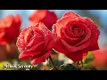 Download Lagu Великолепная, мощная музыка для души🌺 Сборник лучших мелодий🌿Сергей Грищук #2
