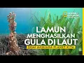 Download Lagu Lamun Menghasilkan Gula di Laut Demi Menjaga Planet Kita