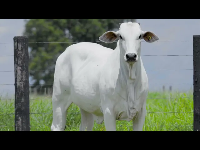 Novilha Nelore LSA - 2510