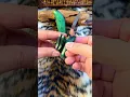 Download Lagu New Creative Mango Pocket Knife Mini #Fruit Knife, Portable Outdoor Camping Knife #Pocket #Knife #yt