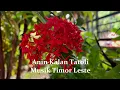Anin Kalan Tatoli | Tasya Mardisa | Musik Timor Leste