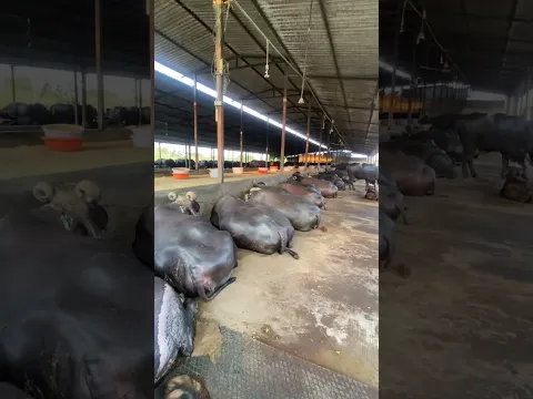 Dairy farm Surat Gujarat