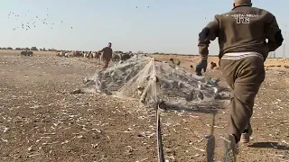 صيد الحمام البري بالشبك باعداد هائلة مقطع جديد اكثر من رائع دندنها