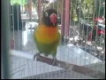 Download Lagu Agar Lovebird NGEKEK PANJANG, Pancing 3 menit tiap SHUBUH dengan Masteran Lovebird TERBAIK