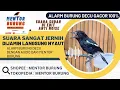 Download Lagu Masteran Alarm Burung Decu Gacor Anti Noise Pancingan Decu Yang Macet Jadi Gacor dan Konslet