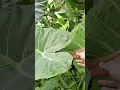 Download Lagu Tanduran lompong sayur/lumbu sayur/talas sayur/keladi sayur/taro/colocasia esculenta