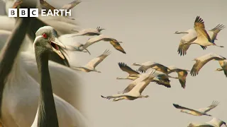Earth's Greatest Animal Migrations | BBC Earth