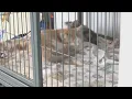 Dog Days of Summer Adoptathon 2026 finds homes for 42 cats and dogs