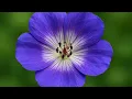 Download Lagu Garden Explorer: Waarom de Geranium Rozanne in élke tuin thuishoort 🌸 | AI-beelden