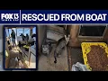 23 cats taken off Florida boat up for adoption