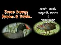 Download Lagu Suara burung mandar \u0026 sintar.cocok untuk menjaring malam \u0026 nyanggung