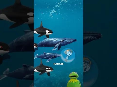 ORCAS - The most feared animals in the Ocean? 😨