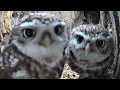 The Secret World of Little Owls Courtship Early Nesting Discover Wildlife Robert E Fuller