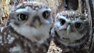 The Secret World of Little Owls Courtship Early Nesting Discover Wildlife Robert E Fuller