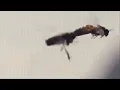 Male bee dies after mating with the queen bee