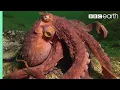 Download Lagu Octopus Steals Crab from Fisherman | Super Smart Animals | BBC Earth