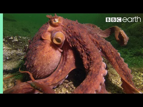 Download MP3 Octopus Steals Crab from Fisherman | Super Smart Animals | BBC Earth