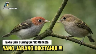 suara unik burung cikrak mahkota galeri burung liar