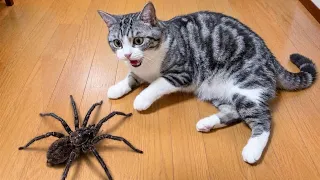 Try Not To Laugh 😂 Cats and Dogs Challenge Starts Now 😹🐶