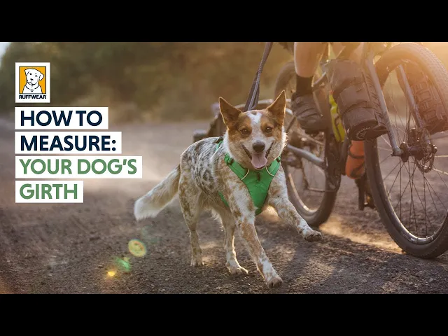 Ruffwear Front Range Flex Harness
