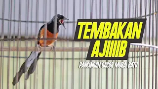 Download TEMBAKAN lovebird, kenari dan cililin MURAI BATU, AUTO NAIK EMOSI NGAMUK BONGKAR ISIAN MP3