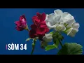 Som 34 - Psaume 34 en creole