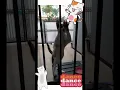 Download Lagu kucing joged koplo