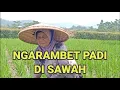 Download Lagu Kegiatan Ngarambet Di Sawah