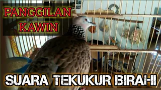 suara burung tekukur jantan tanpa kuk birahi panggilan kawin