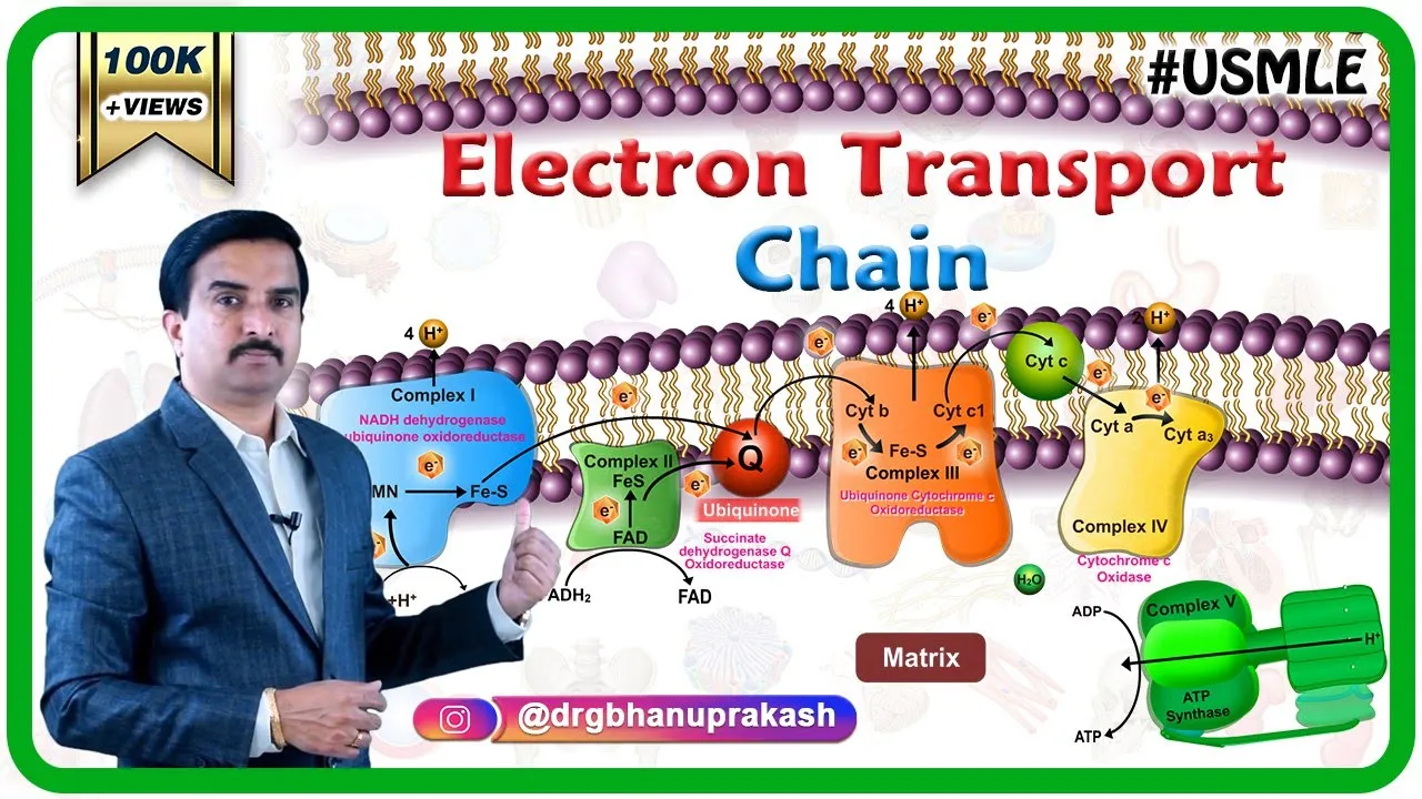 Electron transport chain ( ETC ) and Oxidative phosphorylation Animation USMLE : Dr G Bhanu Prakash