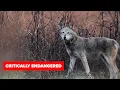 Red Wolf Resilience North Carolina Naturally