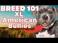 XL American Bully 101 EVERYTHING YOU NEED TO KNOW About XL American Bully Puppies