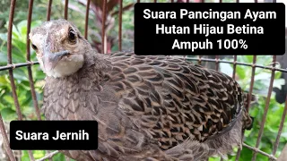 masteran pikat ayam hutan hijau betina