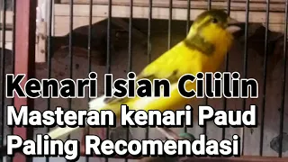 Download KENARI ISIAN CILILIN MASTERAN PALING RECOMEDASI MP3